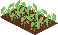 Illustration of taro plantation