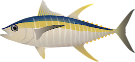 Illustration of Thunnus albacares (Yellowfin Tuna)