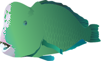 Illustration of Bolbometopon muricatum (Green Humphead Parrotfish)