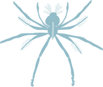 Illustration of Panulirus argus (Spiny Lobster) phyllosoma