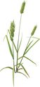 Illustration of Bromus spp. (Brome Grass)