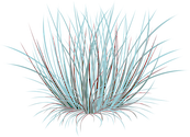 Illustration of Schizachyrium scoparium (Little Bluestem)