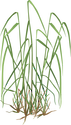 Illustration of Dactylis glomerata (Orchard Grass)