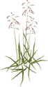Illustration of Tridens flavus cupreus (Purpletop)