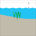 Illustration of subtidal seagrass habitat