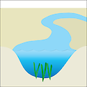Illustration of riverbed seagrass habitat