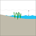 Illustration of intertidal seagrass habitat