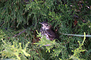Fledgling waits patiently in cedar tree to its chance to fly undetected.
UMCES campus, Cambridge, MD