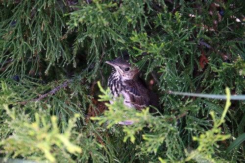 Fledgling waits patiently in cedar tree to its chance to fly undetected.
UMCES campus, Cambridge, MD