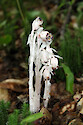 This unusual and scarce plant, Monotropa uniflora, was found in a dark, moist forest of the Adirondack mountains of upstate NY. It does not contain chlorophyll and is parasitic.