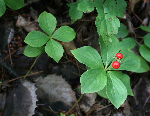 This groundcover, Cornus canadensis, is common in the shady evergreen forests of the Adirondack mountains of upstate NY.
