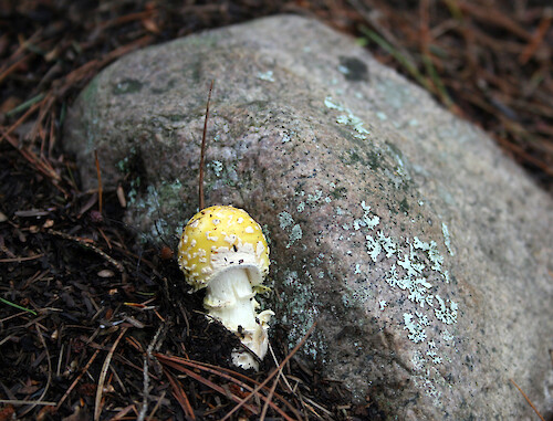 This fungus (Fly agaric) was spotted in a shady evergreen forest of the Adirondack mountains of upstate NY.
