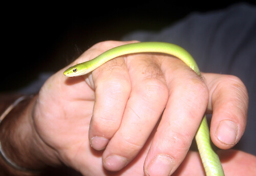 The smooth green snake (Opheodrys vernalis) is found in almost every northern state in the US, but it is of increasing conservation concern in some.
It was discovered in a backyard garden, vine-covered trellis, Neavitt, Maryland.