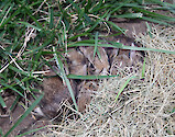 Tucked deep in backyard grass, these baby Eastern Cottontail rabbits (Sylvilagus floridanus) were discovered just as a spring mowing was beginning in Neavitt, Maryland.