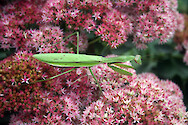 Praying mantis (Mantis religiosa) sits on autumn joy sedum blossoms (Sedum telephium), Cambridge, Maryland.