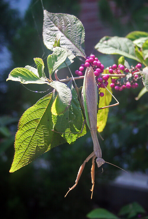 Praying mantis (Mantis religiosa) hangs in wait from a beautyberry bush (Callicarpa americana), Cambridge, Maryland.