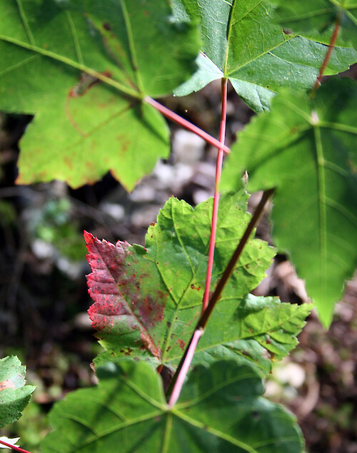 Maple leaf tinged with red, Adirondack mountains of upstate NY.