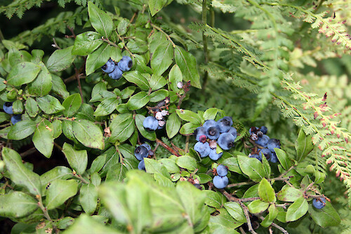 Abundant blueberries (Vaccinium angustifolium) provide easy pickings for humans and wildlife, Adirondack mountains of upstate NY.
