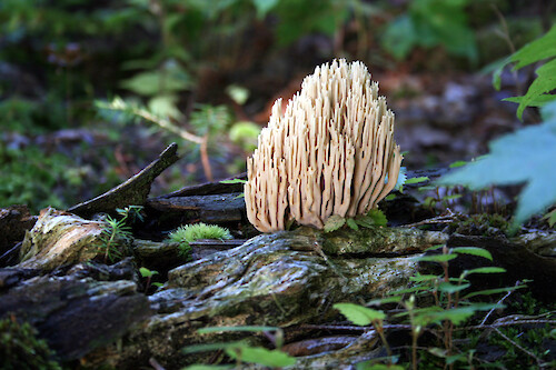 This fungus, Ramaria stricta, was found in a shady forest of the Adirondack mountains of upstate NY.
