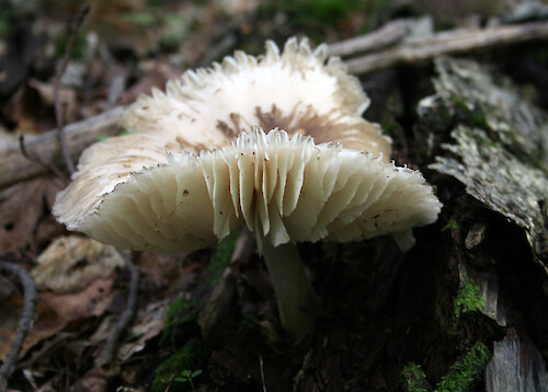 The frilly gills of this white mushroom are like an old-fashioned petticoat, Adirondack mountains of upstate NY.