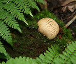 This mushroom was seen sitting atop moss in a shady evergreen forest of the Adirondack mountains of upstate NY.