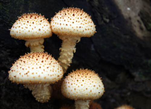 Four mushrooms up close, Adirondack mountains of upstate NY.