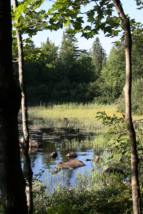 Wetlands, Adirondack mountains of upstate NY.