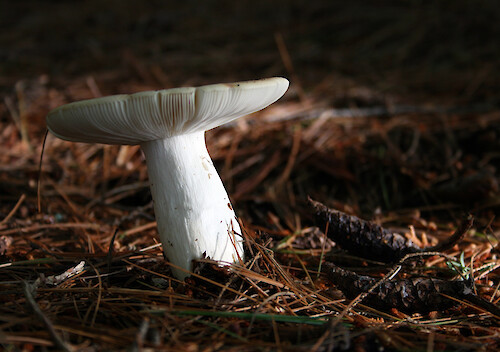 This bright white mushroom was spotted in a shady evergreen forest of the Adirondack mountains of upstate NY.