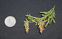 Bagworms (Family Psychidae) were found hanging from the branches of an arborvitae shrub, Neavitt, MD.