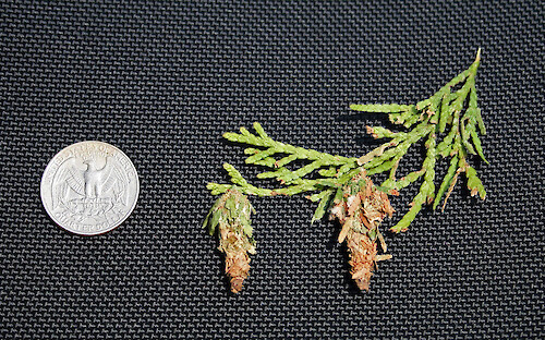 Bagworms (Family Psychidae) were found hanging from the branches of an arborvitae shrub, Neavitt, MD.