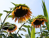 Sunflower crop on past corn field, Trappe, MD.