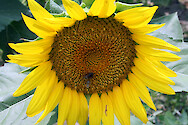 Face of large sunflower with honey bees, crop field, Trappe, MD.