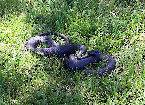 Black rat snake (Elaphe obsoleta) on campus lawn, Cambridge, MD.
