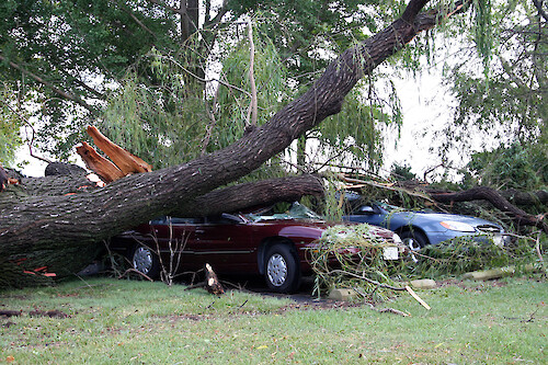A severe thunderstorm brought down shallow-rooted willow trees onto these cars, Cambridge, MD.