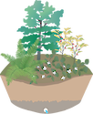 Illustration of a raingarden, a planted depression that allows rainwater runoff from impervious urban areas the opportunity to be absorbed