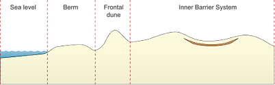 Illustration of coastline base with sand dune system gradient from sea level to berm, frontal dune, and inner barrier system