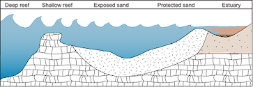 Illustration of coastline base gradient from deep reef to shallow reef, exposed sand, protected sand, and estuary