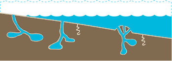 Illustration of habitat base with intertidal mud