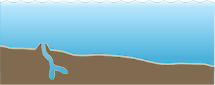 Illustration of habitat base with subtidal mud