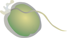 Illustration of Prorocentrum minimum (Dinoflagellate) . P. minimum is a bloom-forming planktonic species in temperate, brackish waters to tropical regions; mostly estuarine, but also neritic. Due to its small size, often lost or overlooked in field samples. Cells are active swimmers. P. minimum is a toxic species; it produces venerupin (Hepatotoxin) which has caused shellfish poisoning resulting in gastrointestinal illnesses in humans and a number of deaths.