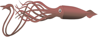 Illustration of Architeuthis spp. (Giant Squid)