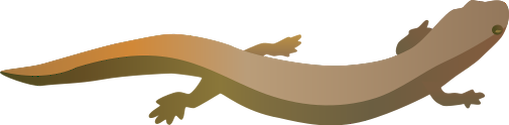 Illustration of Eurycea bislineata (Northern Two-lined Salamander)