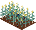 Illustration of maize/corn crop