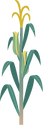 Illustration of maize/corn stalk