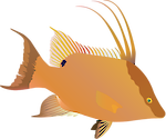 Illustration of Lachnolaimus maximus (Hogfish)