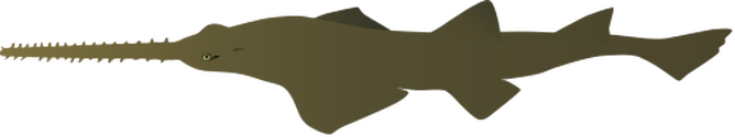 Illustration of Pristis pectinata (Smalltooth Sawfish)