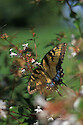 Eastern tiger swallowtail butterfly (Papilio glaucus) feeding on a glossy abelia (Abelia grandiflora)