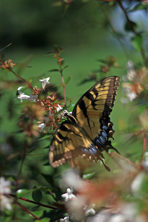 Eastern tiger swallowtail butterfly (Papilio glaucus) feeding on a glossy abelia (Abelia grandiflora)
