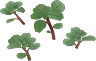 Illustration of Amaranthus pumilus (Seabeach Amaranth)