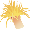 Illustration of Tubastrea (Sun Coral)